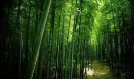 常绿干部爆料视频最新,权力背后的真相与反思